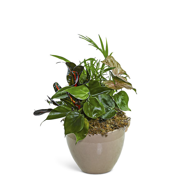 Dish Garden in Taupe Ceramic