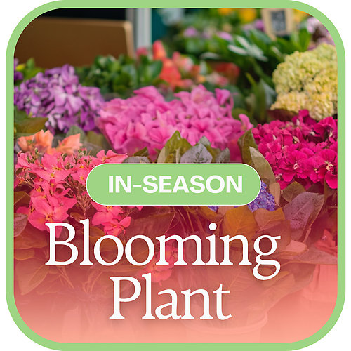 In-Season Blooming Plant