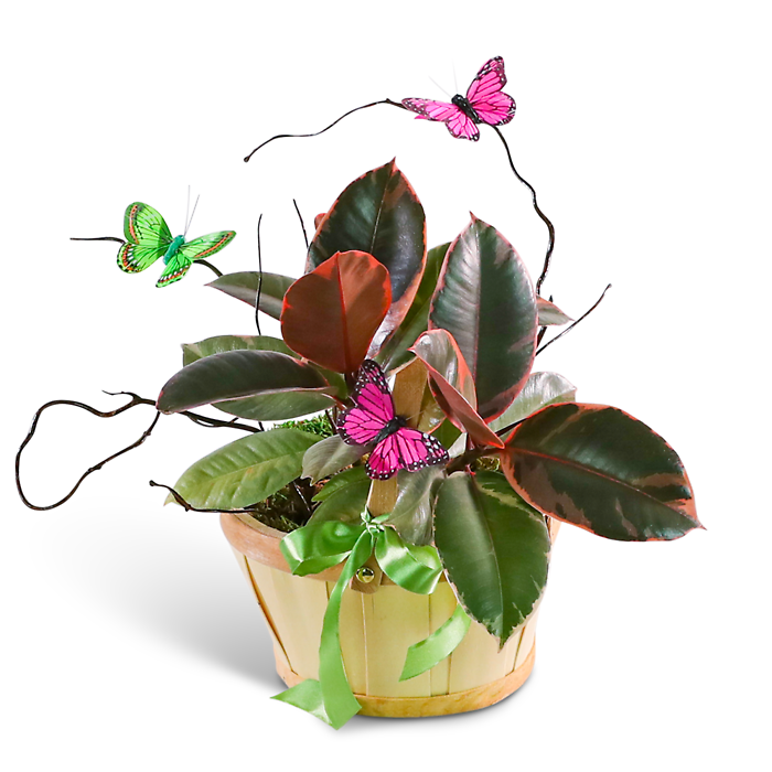 Variegated Rubber Tree Plant with Spring Accents