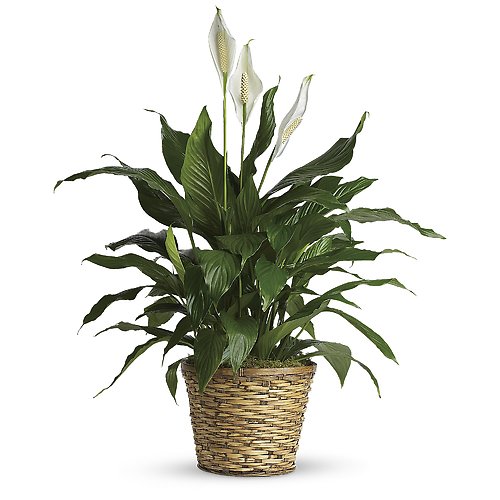 Spathiphyllum (Peace Lily) -