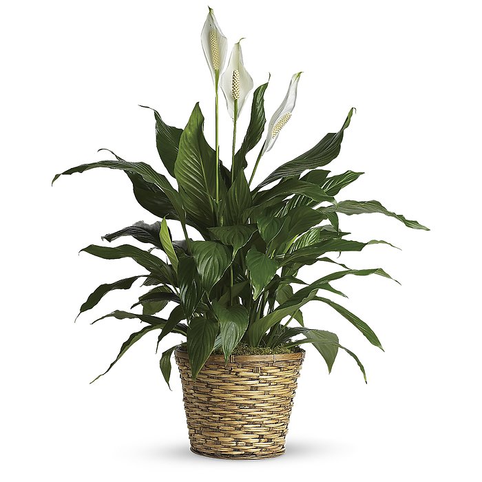 Spathiphyllum (Peace Lily) -