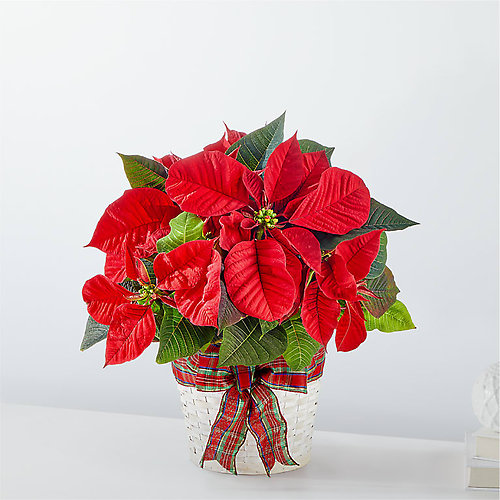 Happiest Holidays Poinsettia