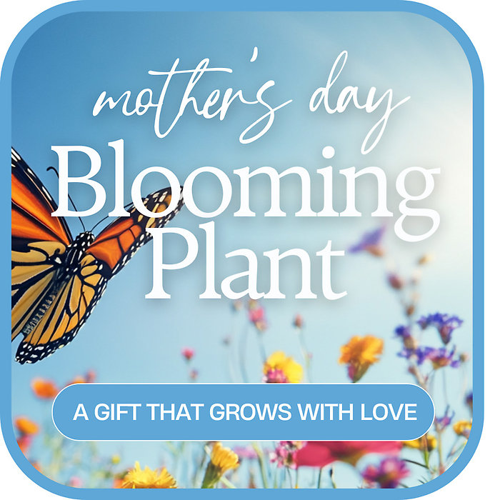 Mother\'s Day Blooming Plant