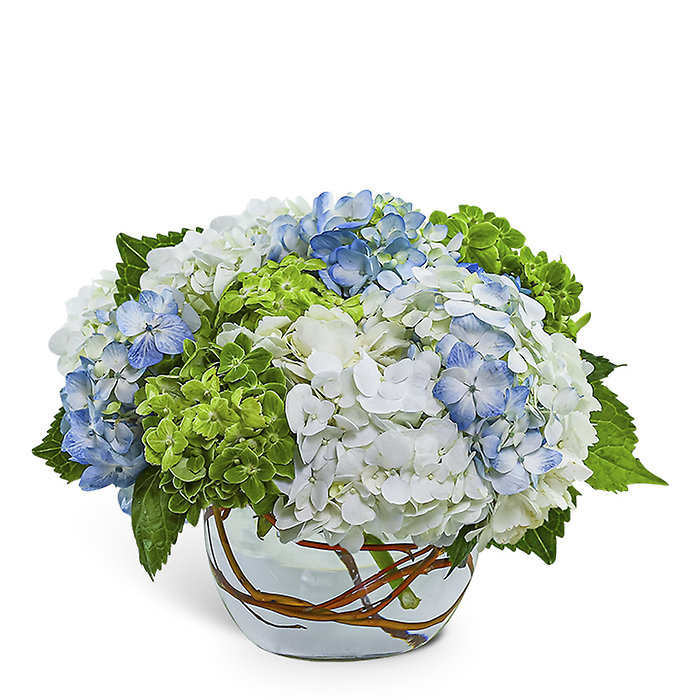 Dreamy Hydrangea