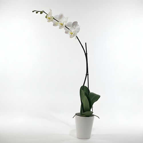 Single Orchid