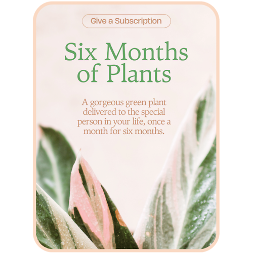 Plant Subscription (6)