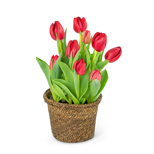 Potted Tulip Plant