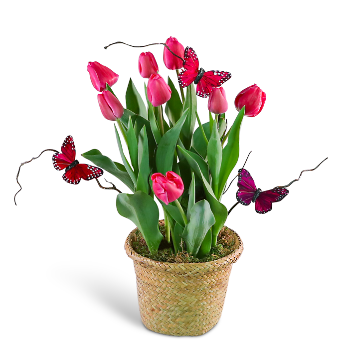 Pink Potted Tulip Plant with Butterflies