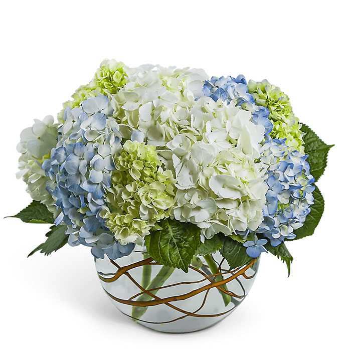 Modern Hydrangea