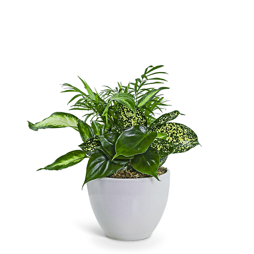Serene Dish Garden