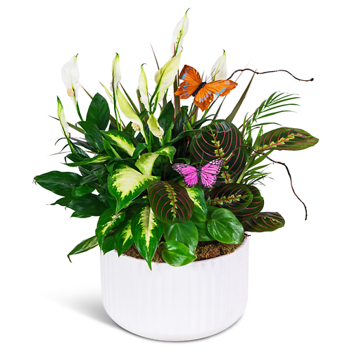 Living Serenity Dish Garden