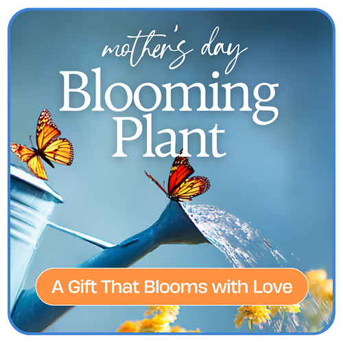 Mother\'s Day Blooming Plant