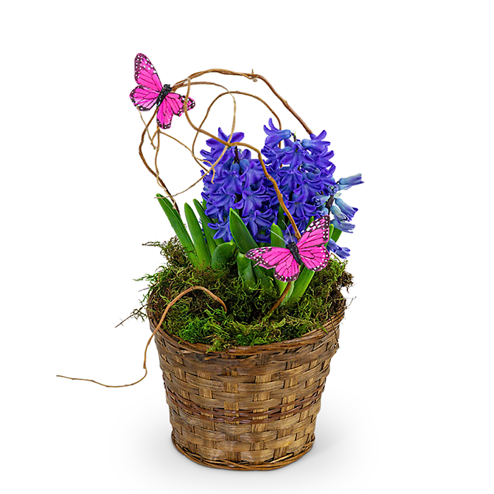 Hyacinth Plant In Basket