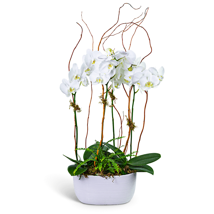 Fifth Avenue Triple Orchid