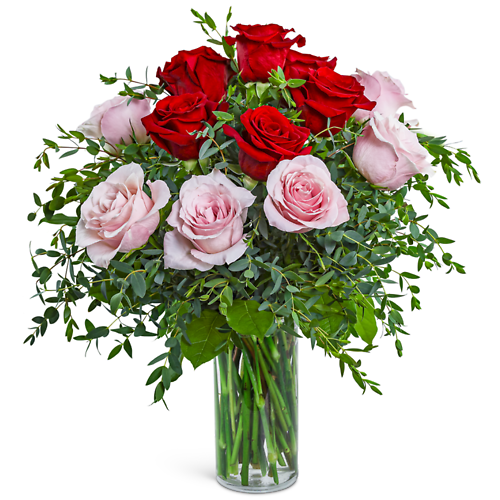 One Dozen Perfect Pink and Red Roses